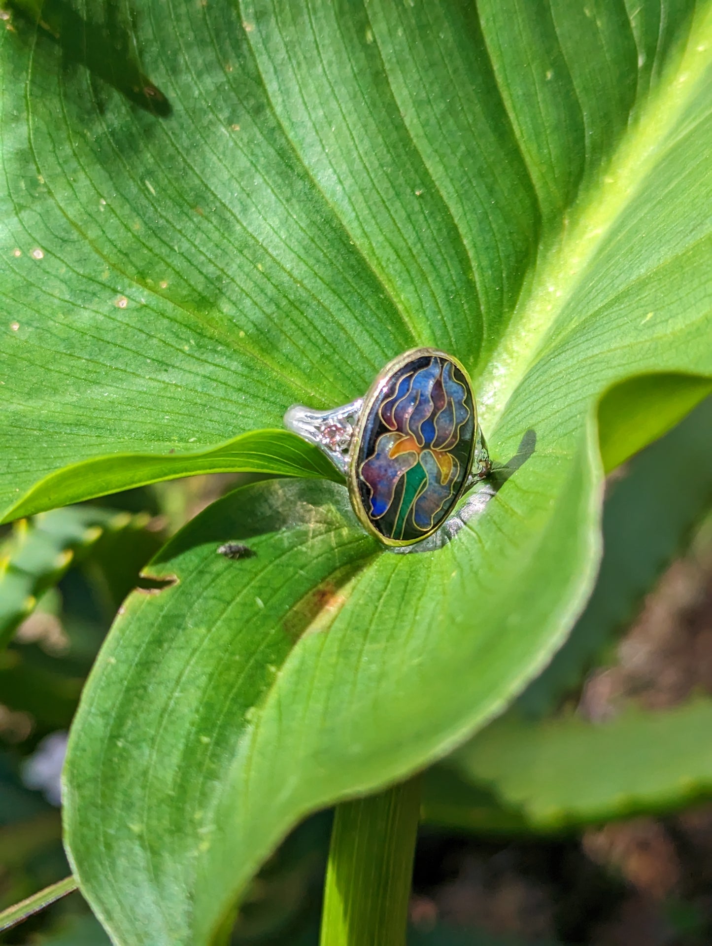 Iris Ring